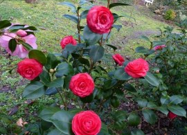 camellia japonica margherita coleoni5